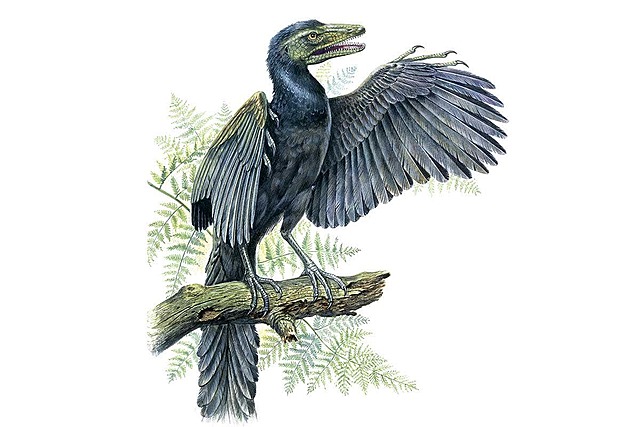 aparición del primer ave "Archaeopteryx"