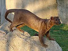 Fossa gigante