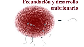 Timeline: FECUNDACIÓN Y DESARROLLO DEL EMBRIÓN