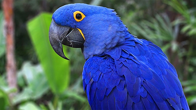 Guacamayo Azul