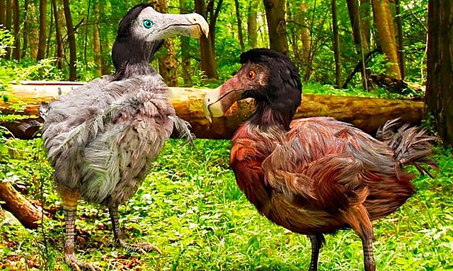 Extinción del Dodo