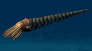 Magnífico Orthoceras