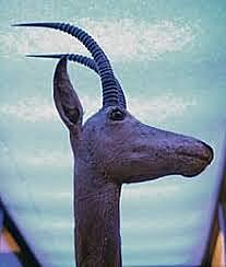 Extinción del Antílope Azul