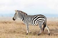 Cebra de la Llanura en Vía de Extinción