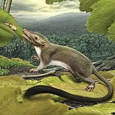 Thrinaxodon