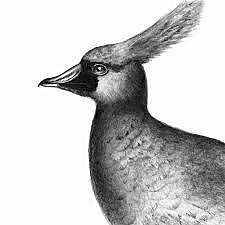 Extinción de la Paloma Perdiz