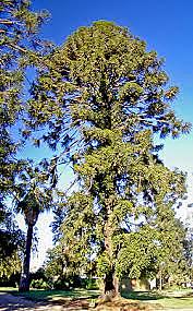 Araucaria mirabilis