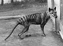 Extinción del Tigre de Tasmania