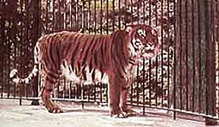 Extinción del Tigre Caspio