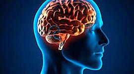 Timeline: ¿De donde viene y para donde va el cerebro