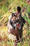 Lince Ibérico en Vía de Extinción