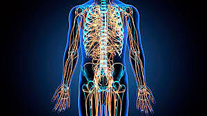 ¿Cuándo surgió el sistema nervioso?