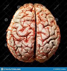 ¿Cuándo surgió el primer cerebro y de que organismos?