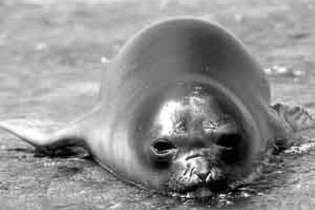 Foca Monje del Caribe