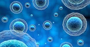 Desarrollo de organismos, célula a célula.