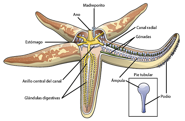 Estudio de equinodermos