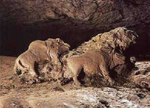 Cueva de Tuc d’Audoubert