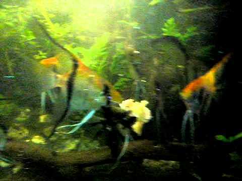 Aparición de los primeros peces