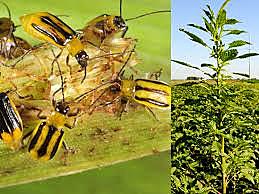 Aparición de plantar terrestres e insectos