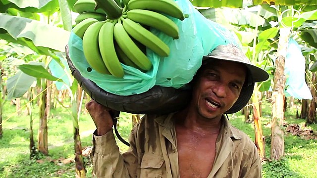 se negoció un número significativo de convenciones laborales entre propietarios de haciendas y trabajadores en Urabá