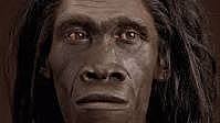 Homo erectus