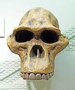 Australopitecus africano