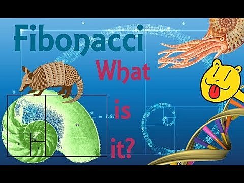 7th Video - What is Fibonacci? | Original