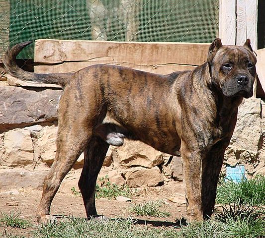 Aprender de un animal...