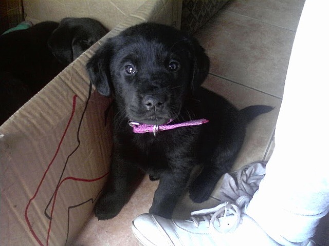 Mi segunda mascota (luli)