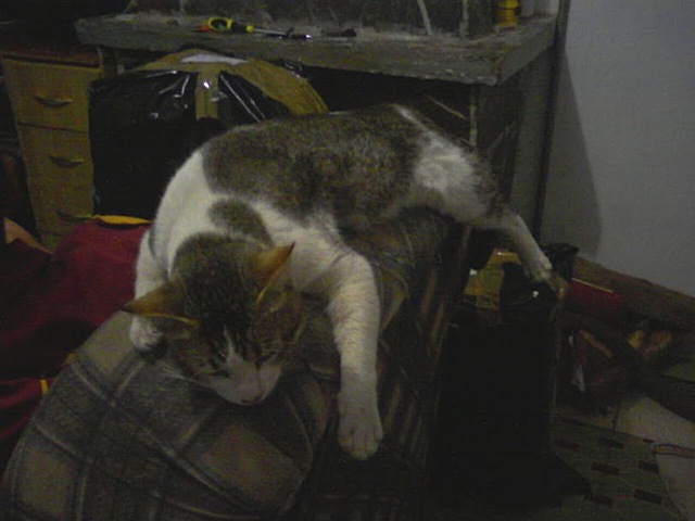 Mi Primera mascota (balto)