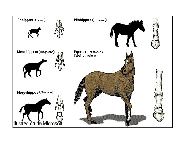 Teoría Neordanwinismo
