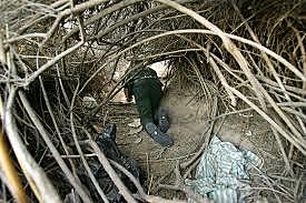 Lennie realizes he did a bad thing again and leaves to hide in the brush like George told him if he does a bad think again.