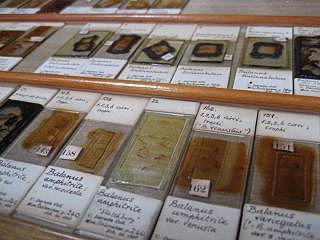 Darwin Compares Seeds