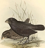 Henslow invites Darwin to a Voyage