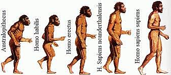 EVOLUCIÓN HUMANA