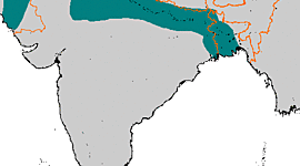 Timeline: The Mamluk Dynasty