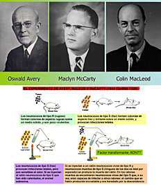 Avery, Mac Leod y Mc Carty