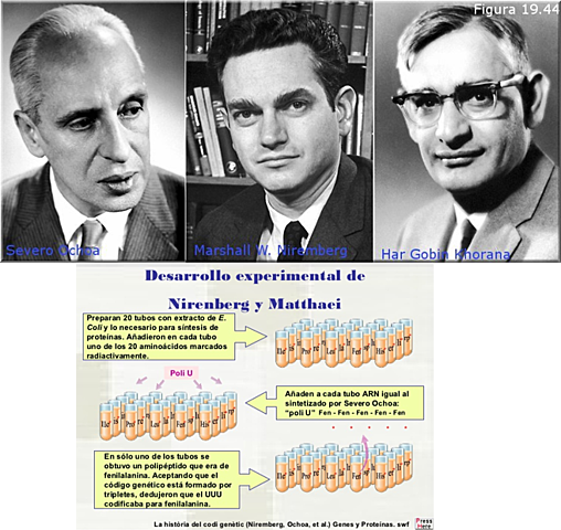 Niremberg, Ochoa, Khorana
