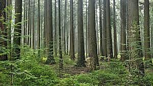 Lei de Florestas e Fauna bravia