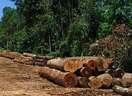 Protecção, conservação e utilização sustentável dos recursos florestais e faunísticos