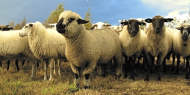 LA LANA DE LOS BOVINOS