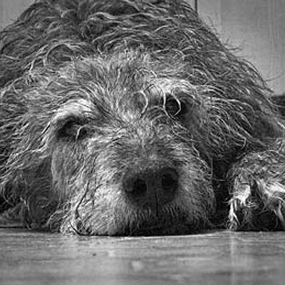 Candy's dog dies and the fight