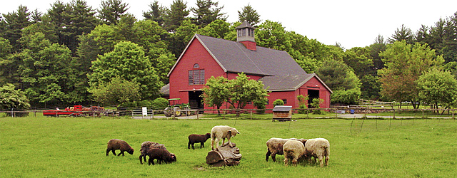 Candy gets in on the dream