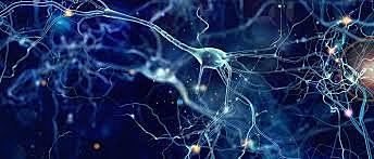El surgimiento de la primera agrupación neuronal?