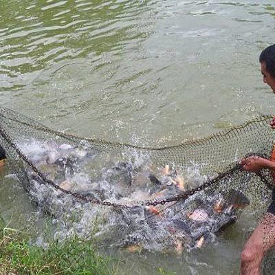 Timeline: HISTORIA DE LA PISCICULTURA