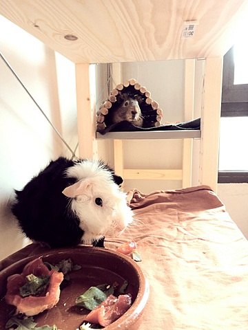 adoptem a les cobaies