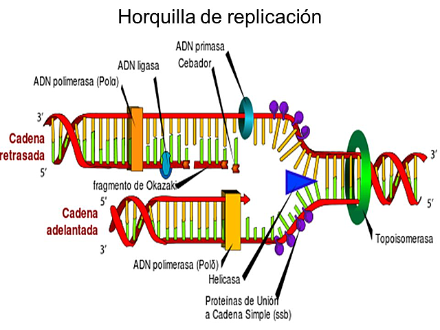 Las enzimas del ADN