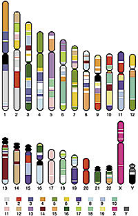 Primera secuenciación del ADN