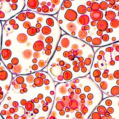 Timeline: Células en Nuestra Historia