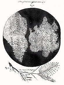 Robert Hooke